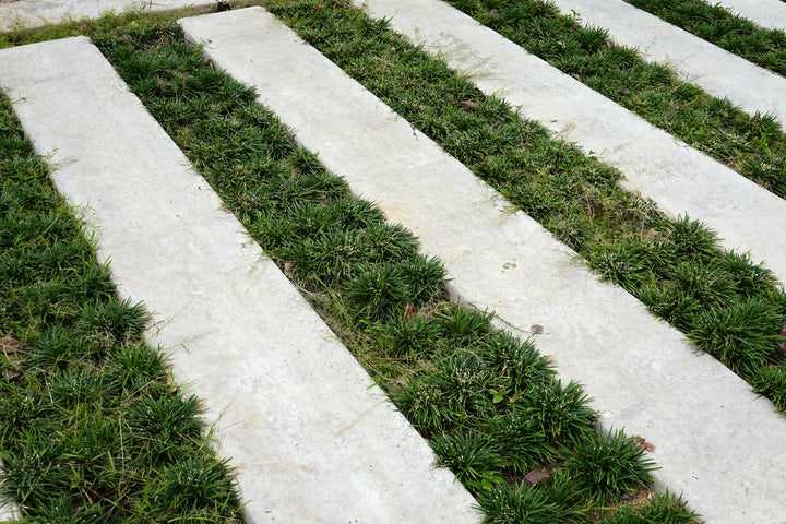 Dwarf Mondo Grass - Flat