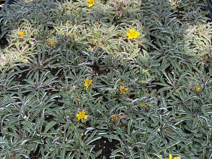 Dymondia Margaretae 'Silver Carpet' - Flat