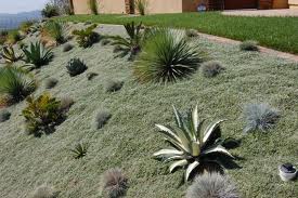 Dymondia Margaretae 'Silver Carpet' - Flat