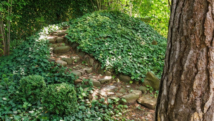 Hahn's Ivy - Flat