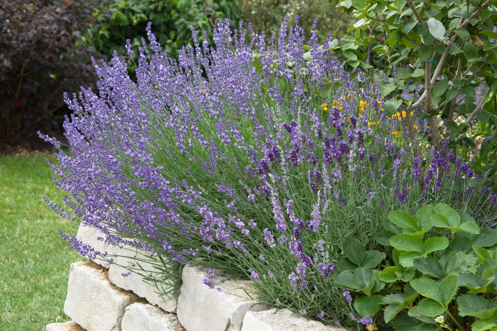 5 gallon lavender plant English Lavender
