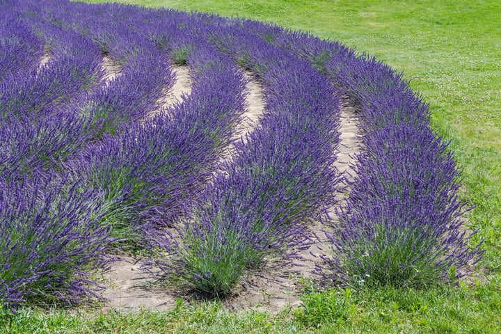 English Lavender - 5 Gallon