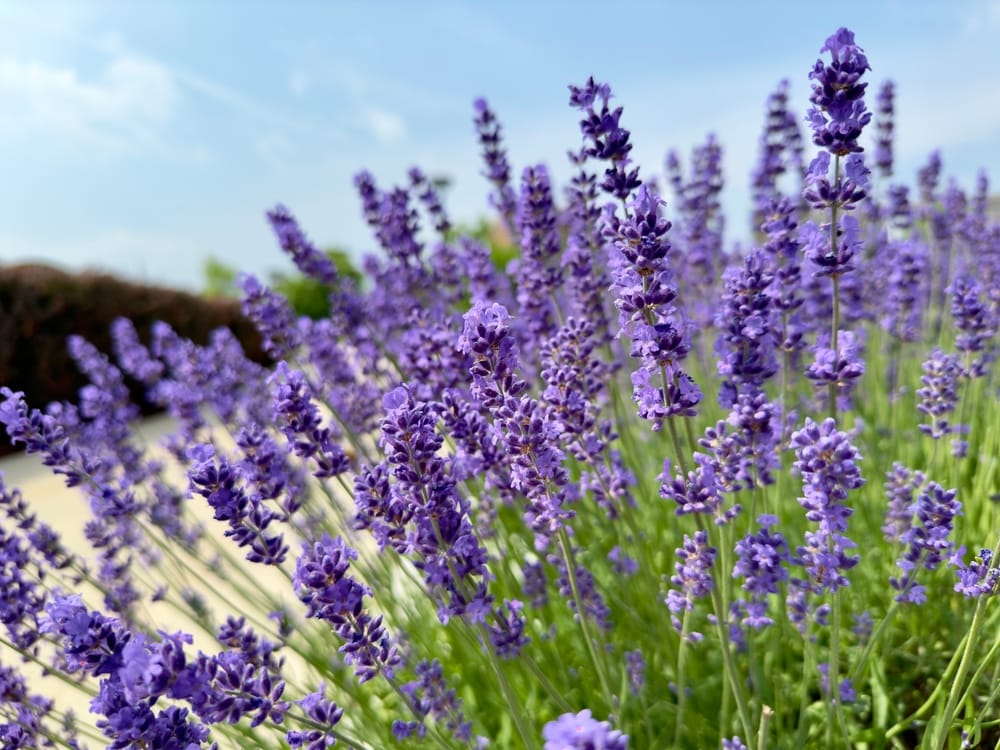 huge lavender plants English Lavender - 5 Gallon