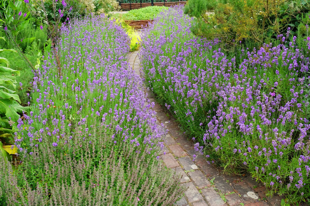 5 gallon lavender plant English Lavender