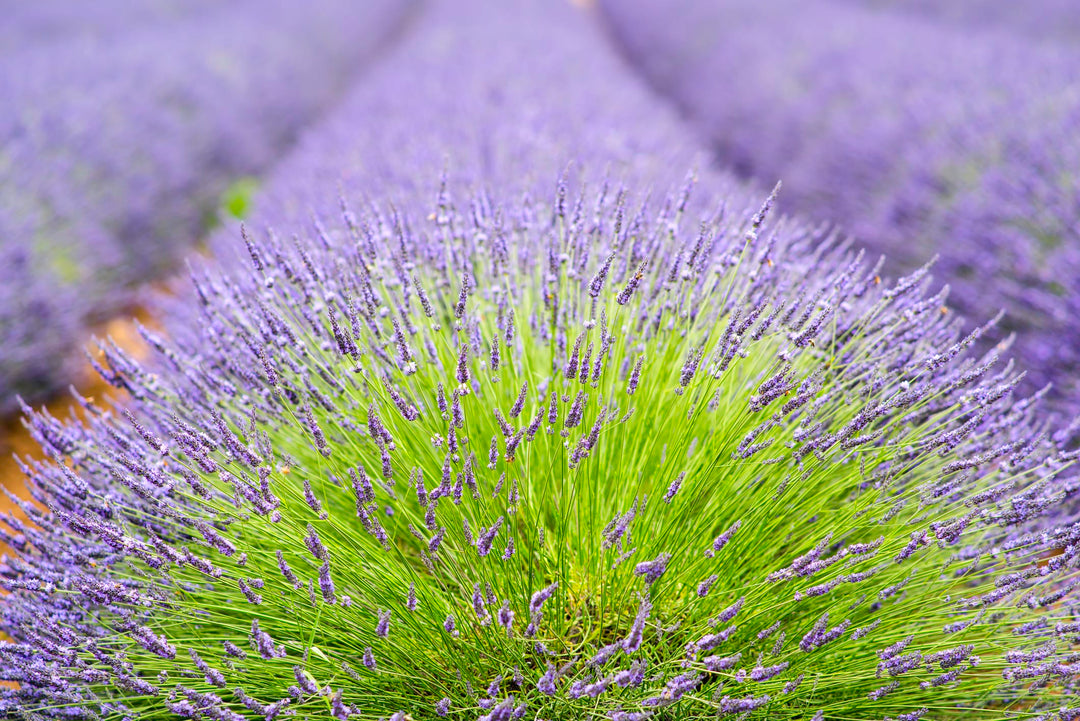 5 gallon lavender plant English Lavender