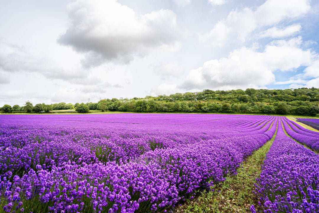 english lavender plants near me English Lavender - 5 Gallon