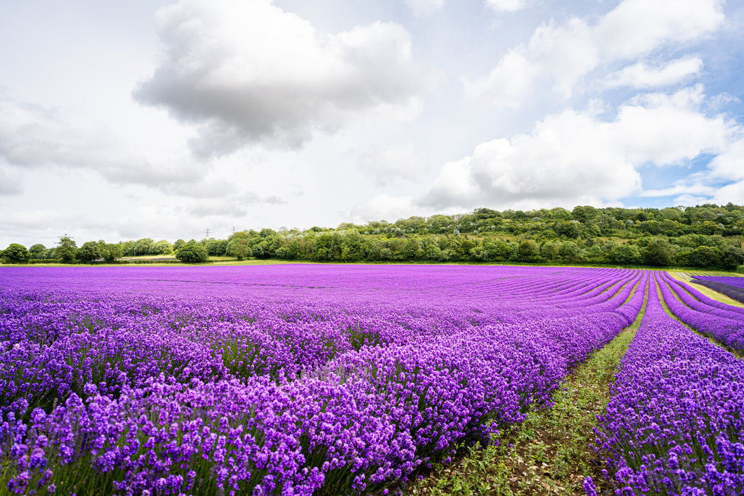 English Lavender - 5 Gallon