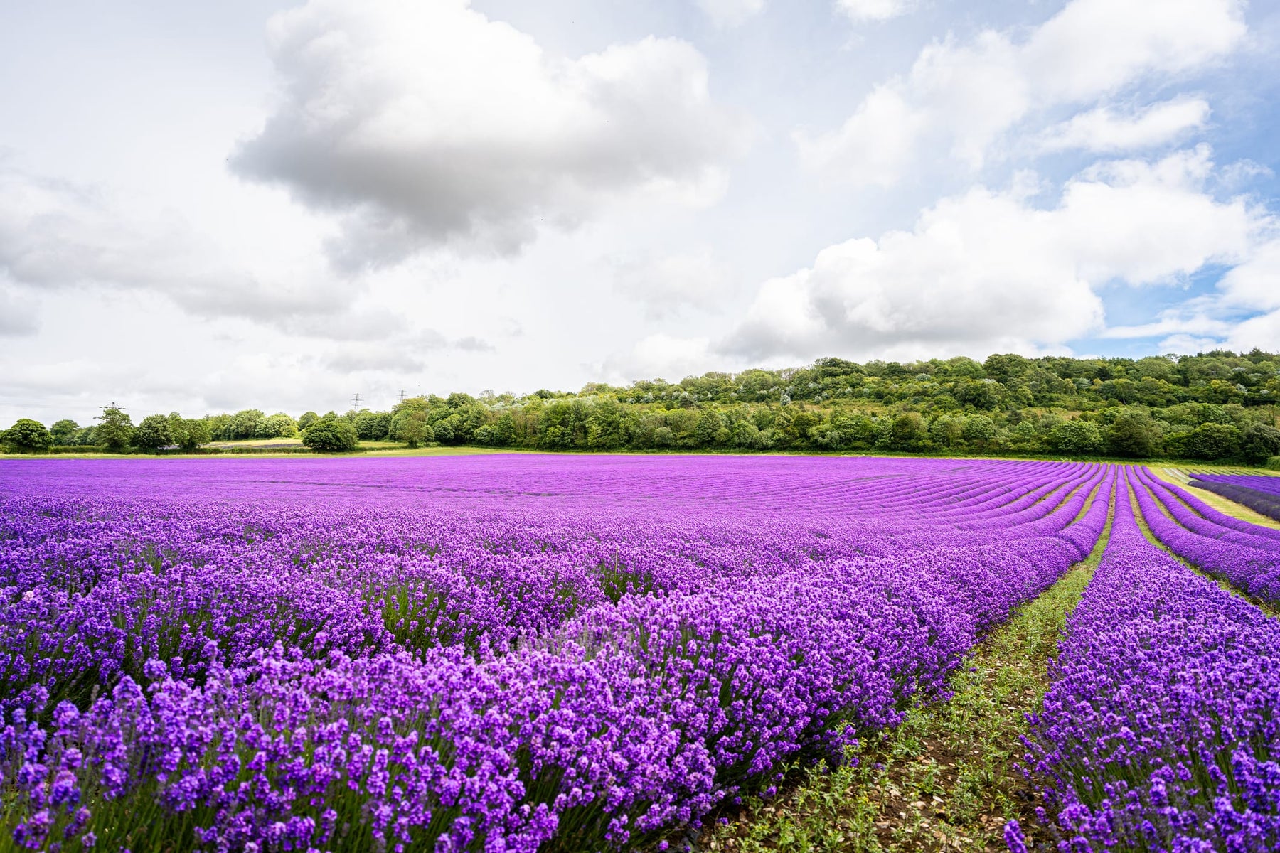 large english lavender plants English Lavender - 5 Gallon