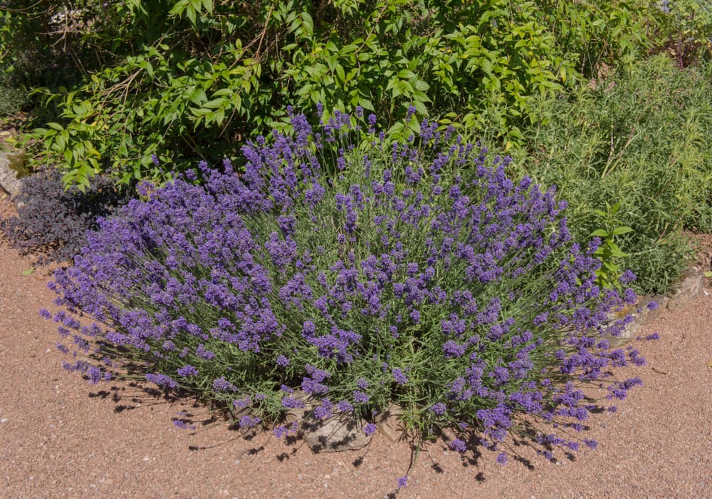 buy english lavender plants English Lavender - 5 Gallon