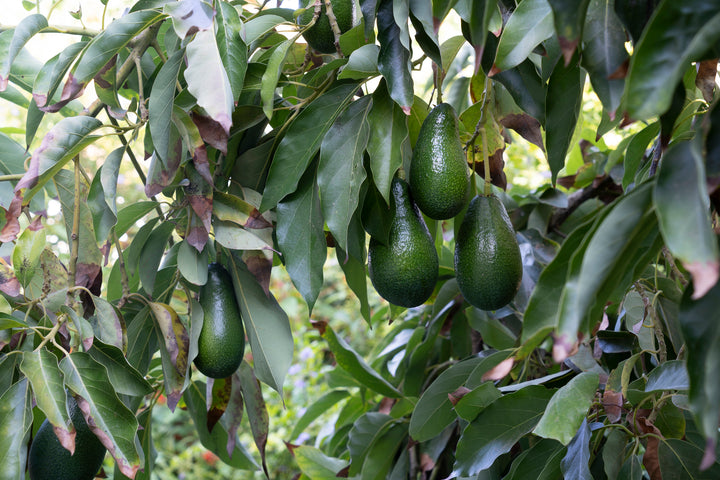 Ettinger Avocado Tree - 24" Box