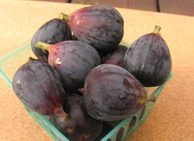Black Mission Fig Tree - 24" Box