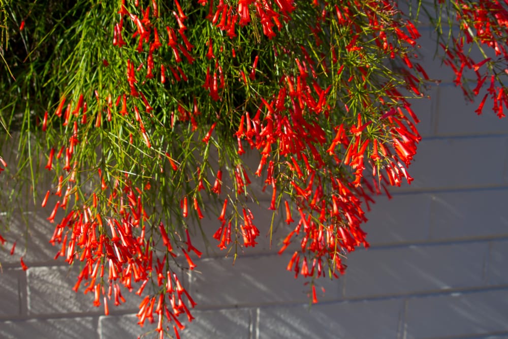fire racker plant Firecracker Plant