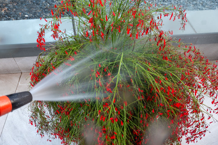 Firecracker Plant (Russelia equisetiformis) - 5 Gallon