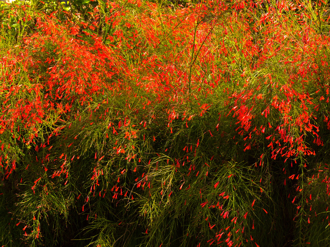 Firecracker Plant (Russelia equisetiformis) - 5 Gallon