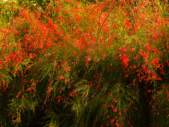 Firecracker Plant (Russelia equisetiformis) - 5 Gallon