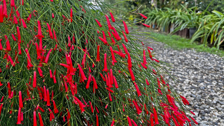 Firecracker Plant (Russelia equisetiformis) - 5 Gallon
