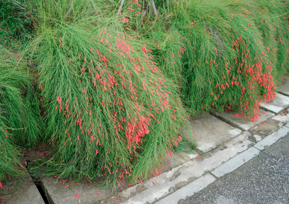 Firecracker Plant (Russelia equisetiformis) - 5 Gallon