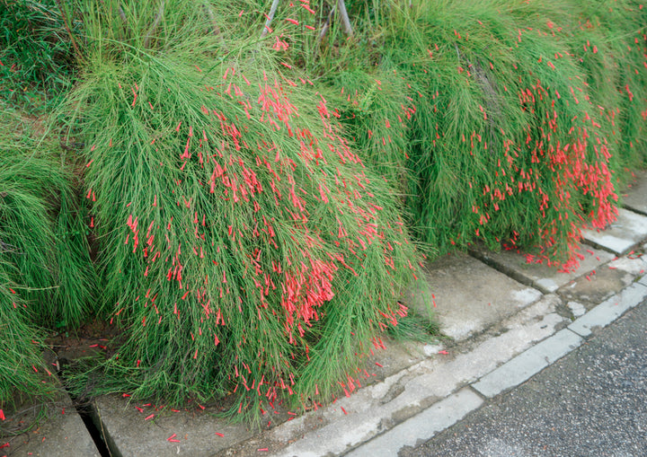 Firecracker Plant (Russelia equisetiformis) - 5 Gallon