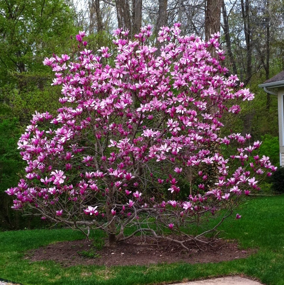 Magnolia x soulangeana 'Saucer Magnolia' - 24" Box 