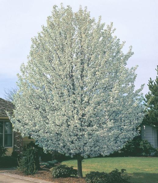 Pyrus calleryana 'Aristocrat' Aristocrat Pear - 15 Gallon Standard