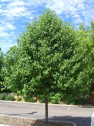 Pyrus calleryana 'Bradford' Standard Bradford Pear - 24" Box