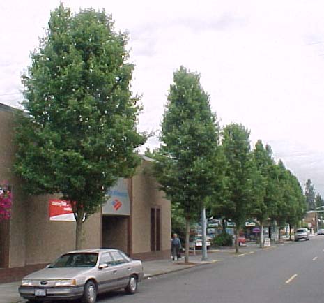 Pyrus calleryana 'Aristocrat' Aristocrat Pear - 15 Gallon Standard