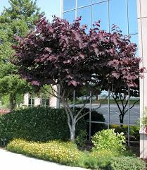 Cercis canadensis 'Forest Pansy' Eastern Redbud 'Forest Pansy' - 15 Gallon Standard