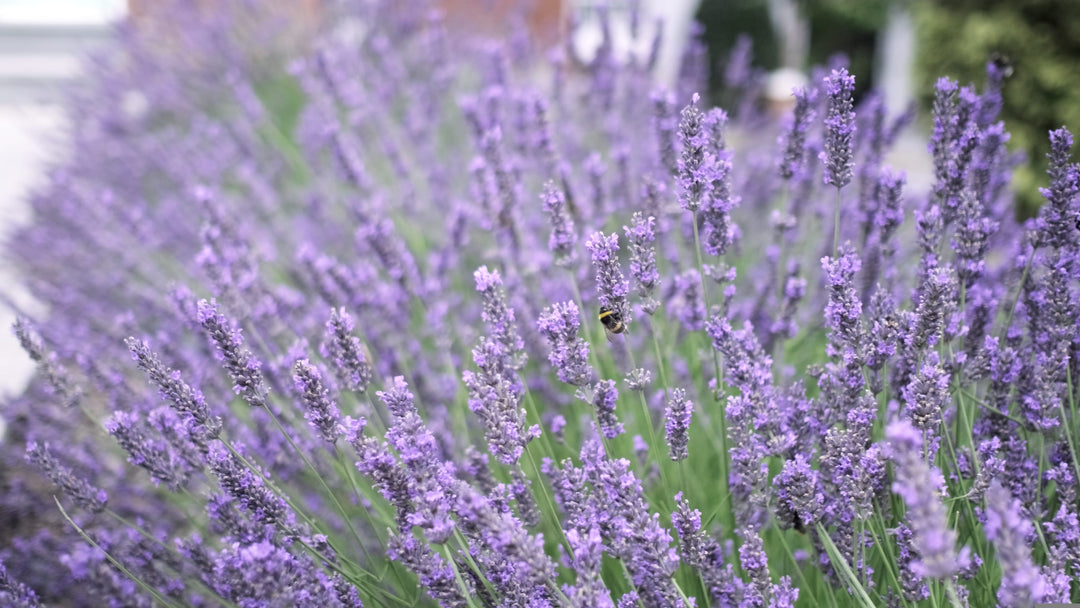 buy french lavender plants online French Lavender Gray Leaves - 5 Gallon
