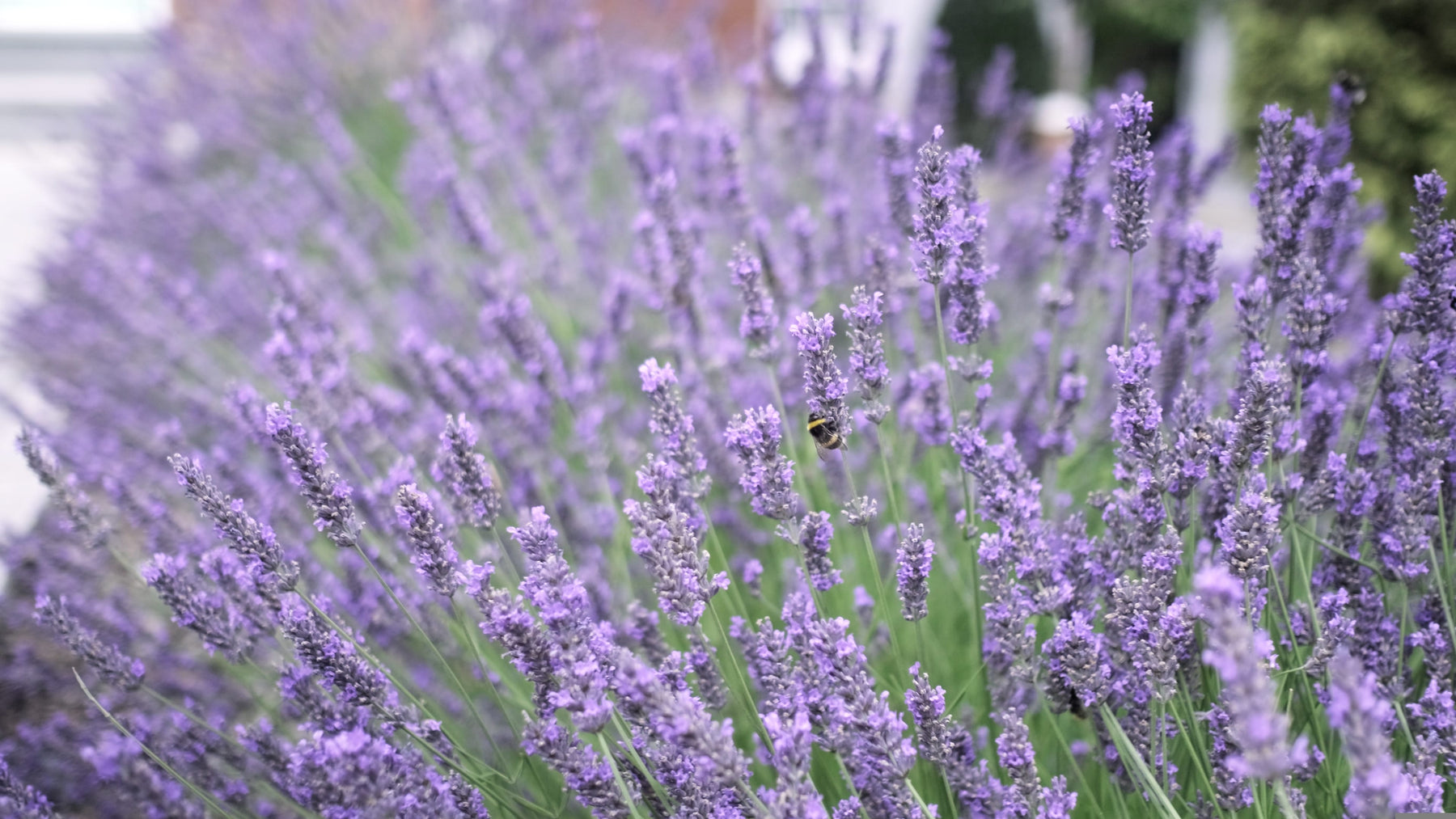 french grey lavender plant French Lavender Gray Leaves - 5 Gallon