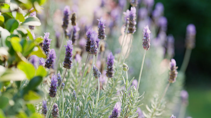 French Lavender Gray Leaves  - 5 Gallon