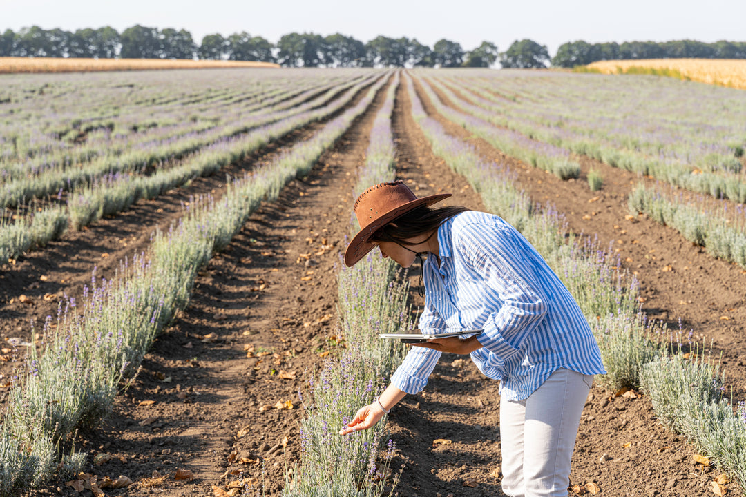 French Lavender Gray Leaves  - 5 Gallon