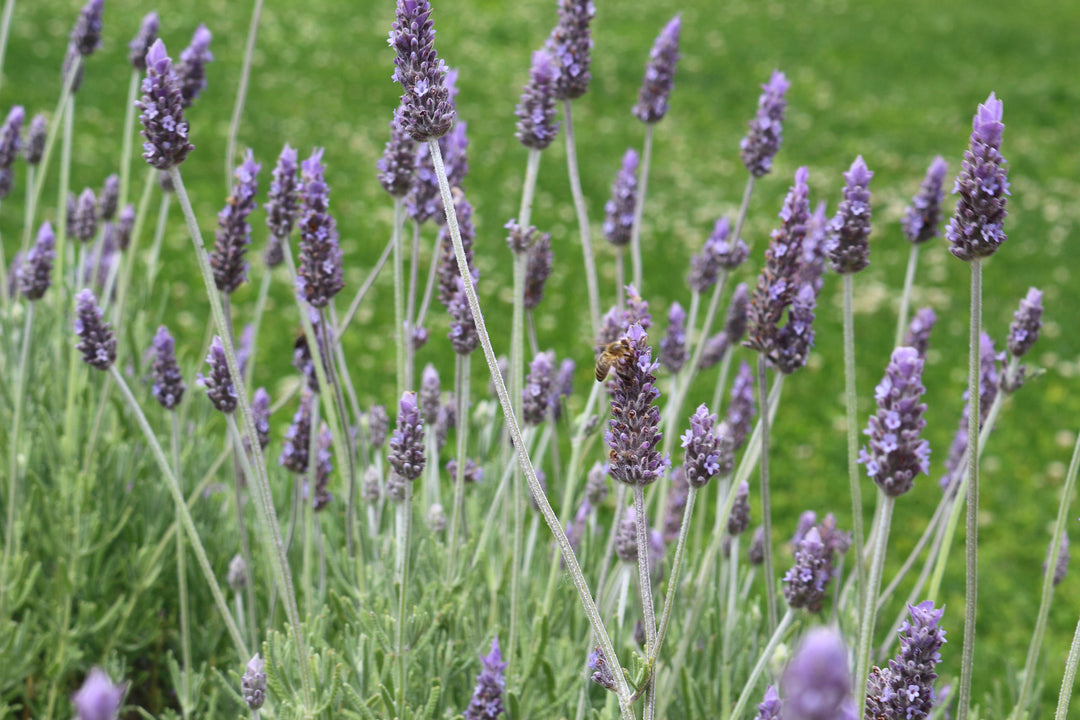 French Lavender Gray Leaves  - 5 Gallon