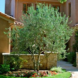 Fruitless Olive Tree Multi Edbb Da Cff D Bf A C Plant