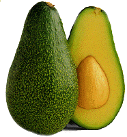 Fuerte Avocado Tree - 15 Gallon