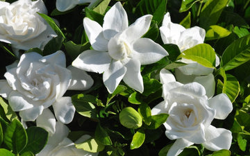 Gardenia 'Mystery' - 5 Gallon
