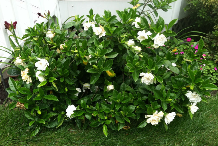Gardenia 'Veitchii' - 5 Gallon