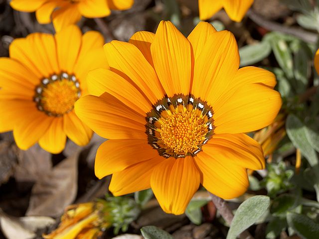 Gazania Orange - Flat