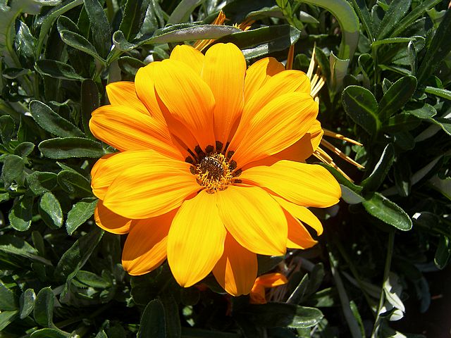 Gazania Orange - Flat