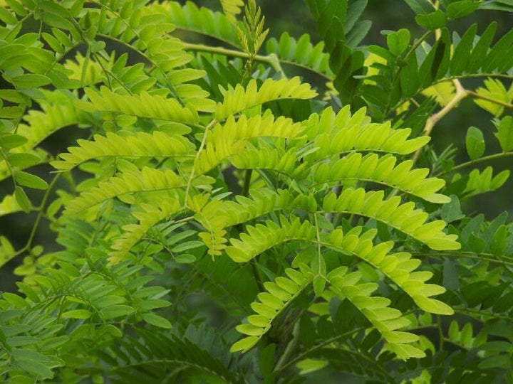 Gleditsia triacanthos 'Honey Locust' - 15 Gallon Standard