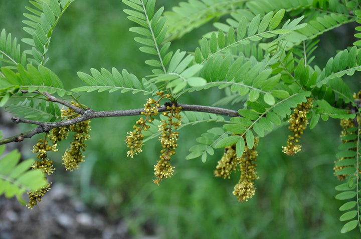 Gleditsia triacanthos 'Honey Locust' - 15 Gallon Standard