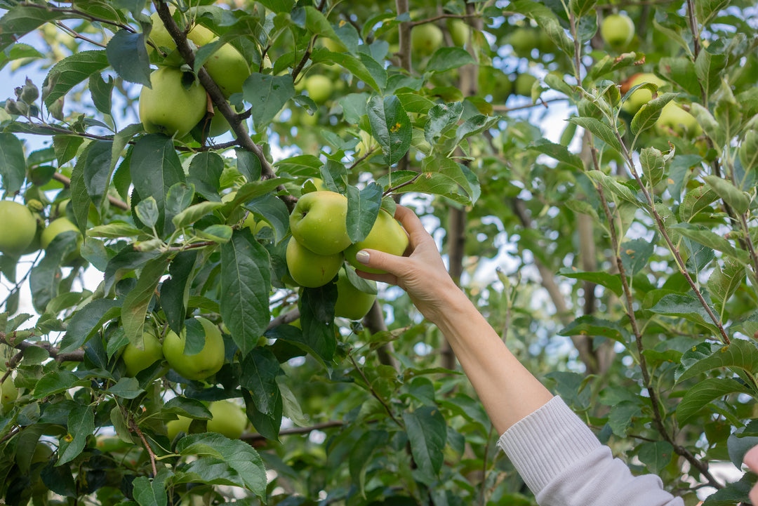 Granny Smith Apple Tree - 15 Gallon