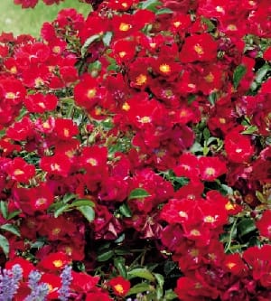 Red Ribbon Ground Cover Roses Red Groundcover Rose Bush - 5 Gallon