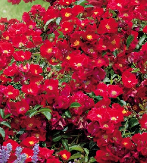 Red Groundcover Rose Bush - 5 Gallon