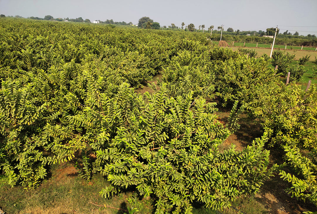 Asian Pink Guava Tree - 15 Gallon