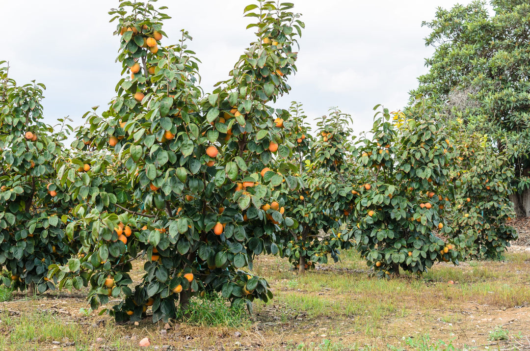 Hachiya Persimmon Tree - 15 Gallon