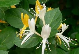 Lonicera japonica 'Japanese Honeysuckle' - 1 Gal