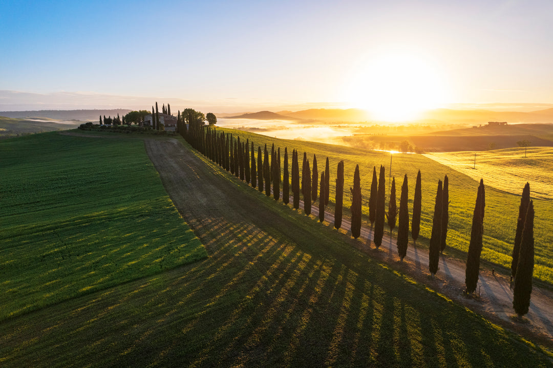 Italian Cypress - 15 Gallon