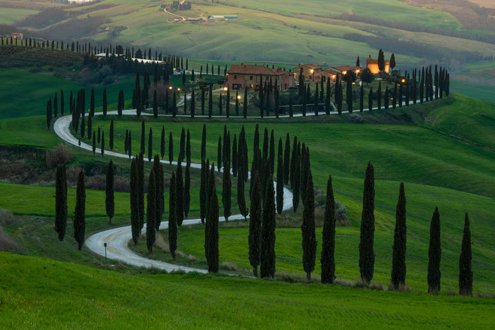 Italian Cypress - 15 Gallon