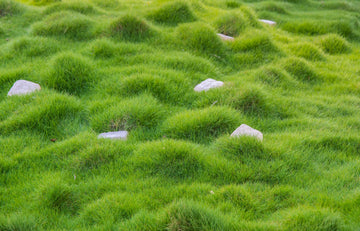 Korean Grass Plant