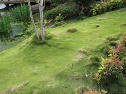 Zoysia tenuifolia Korean Grass - Flat